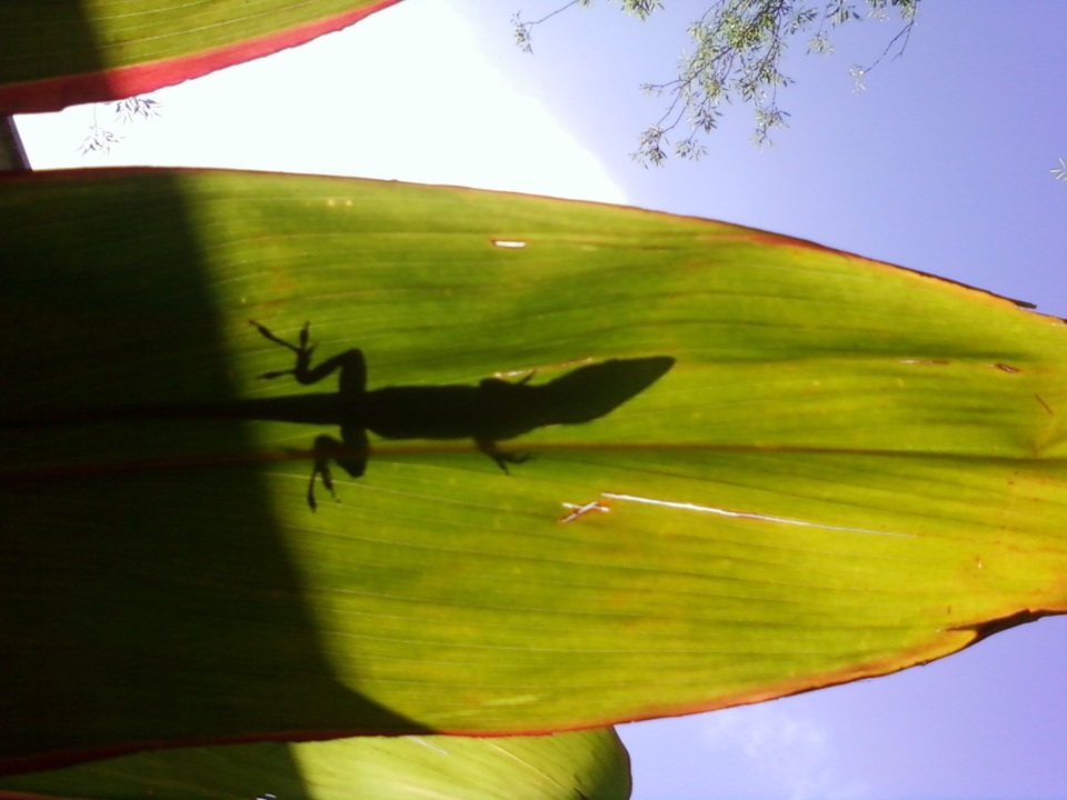 Brownsville, TX: green lizard on a mini palm tree leaf