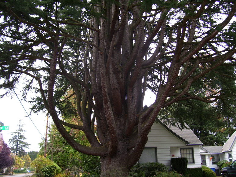 Salem, OR : Amazing Tree! 