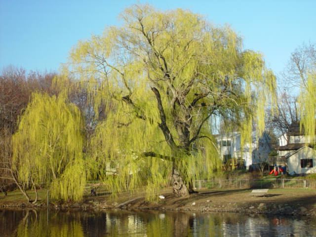 Bergenfield, NJ: Coopers Park: Entitled "Weeping Willow"