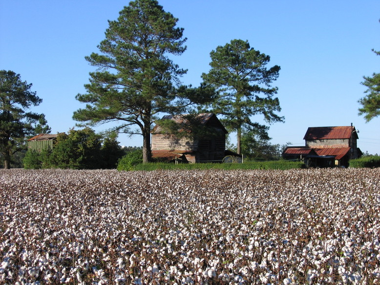 Goldsboro, NC: Old cotton farms