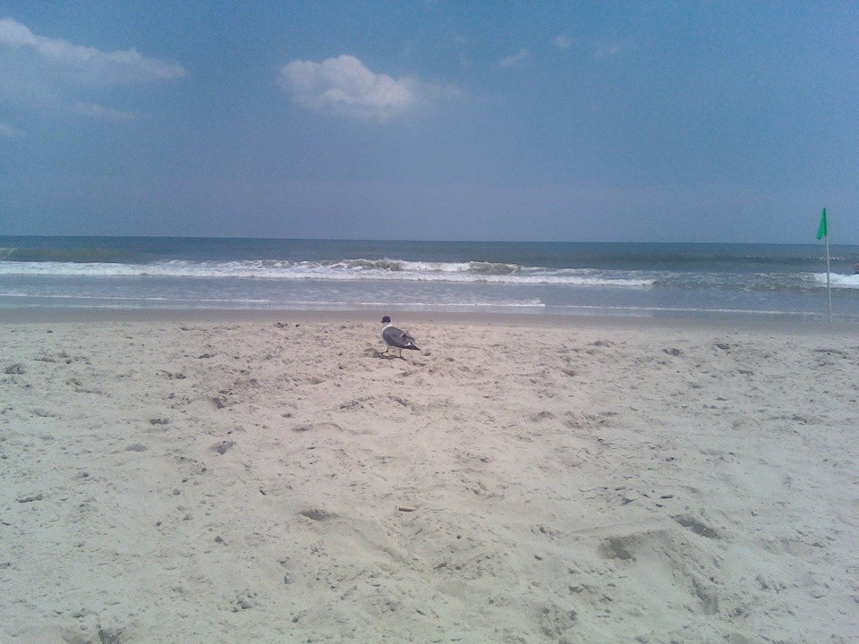 Ocean City, NJ: Seagull on the beach in Ocean City, NJ
