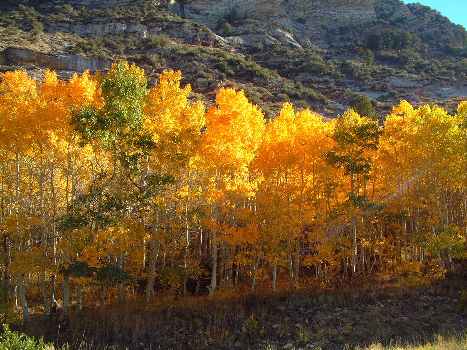 Spring Creek Nv Lamoille Canyon Shows Its Fall Colors Photo Picture Image Nevada At City