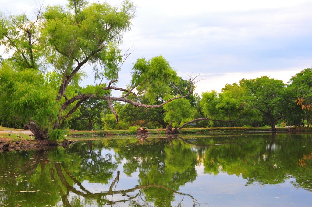 Brushy Creek, TX: The beautiful Brushy Creek Duck Pond