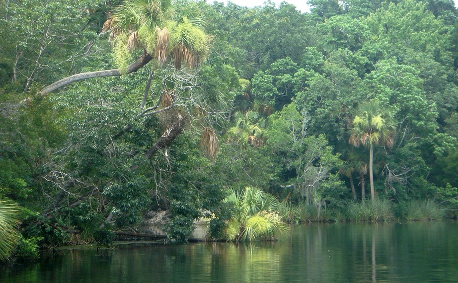 Homosassa, FL: Homosassa River near the head waters