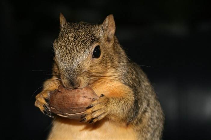 Sherman, TX: "Peanut" the Friendly Squirrel