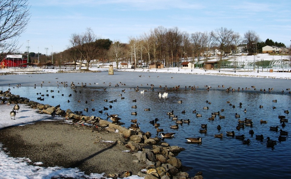New Philadelphia, OH : Tuscora Park Ducks Wintering Over March 2 2008