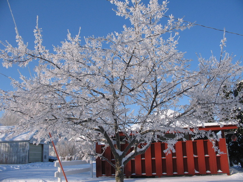 Postville, IA : A beautiful blue sky above snow wrapped branches