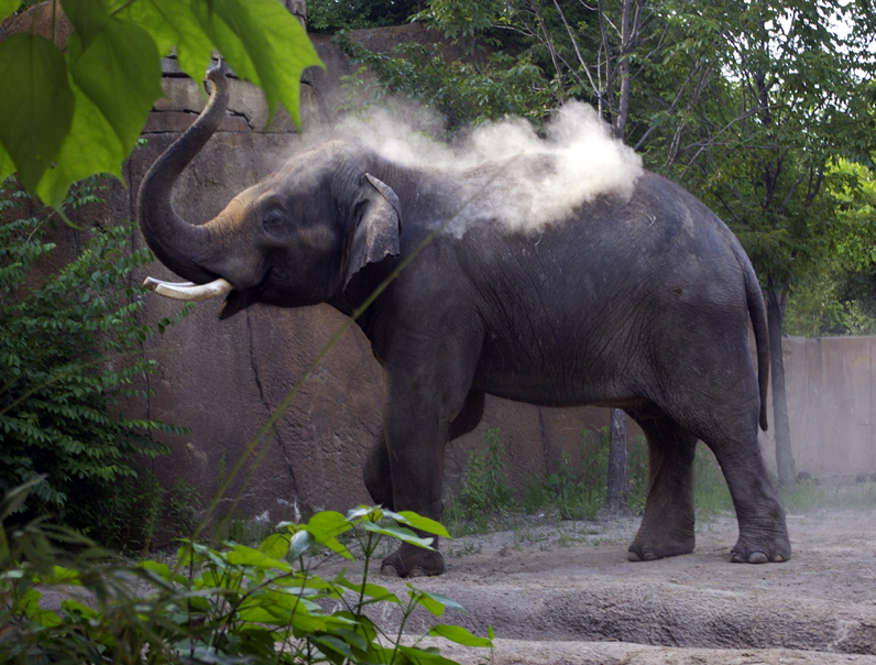 St. Louis, MO: Elephant Dusting Off at St Louis Zoo