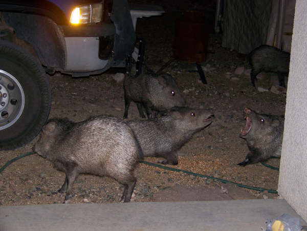 Chino Valley, AZ: Midnight visitors at our home in Chino Valley