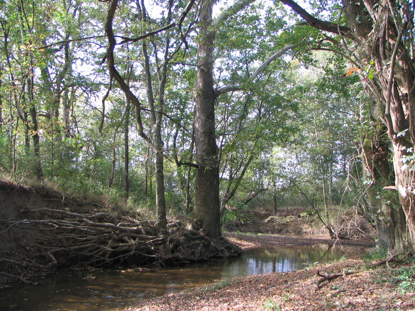 Spring Hill, TN: McCutcheons Creek near Kings Creek Golf Course