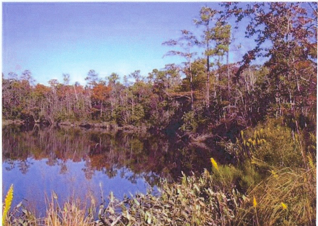 Biloxi, MS: I took this photo Nov 2003 and We call this "Our Lake", which is on our property on the Biloxi River, Biloxi, MS. 39532