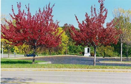 Benton Harbor, MI: Red trees in the Orchards Mall parking lot in Benton Harbor, Michigan