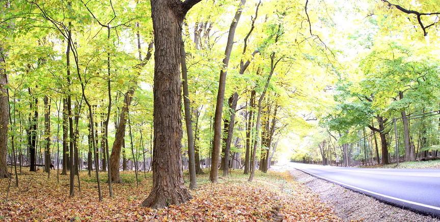 Wheeling, IL: Fall Colors on Portwine Road
