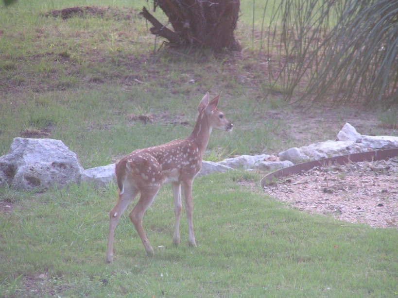 Timberwood Park, TX: One of many fawns born in Timberwood Park
