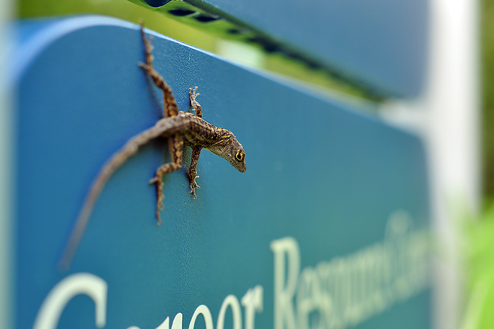 Gainesville, FL : you can found them in every footsteps around UF campus