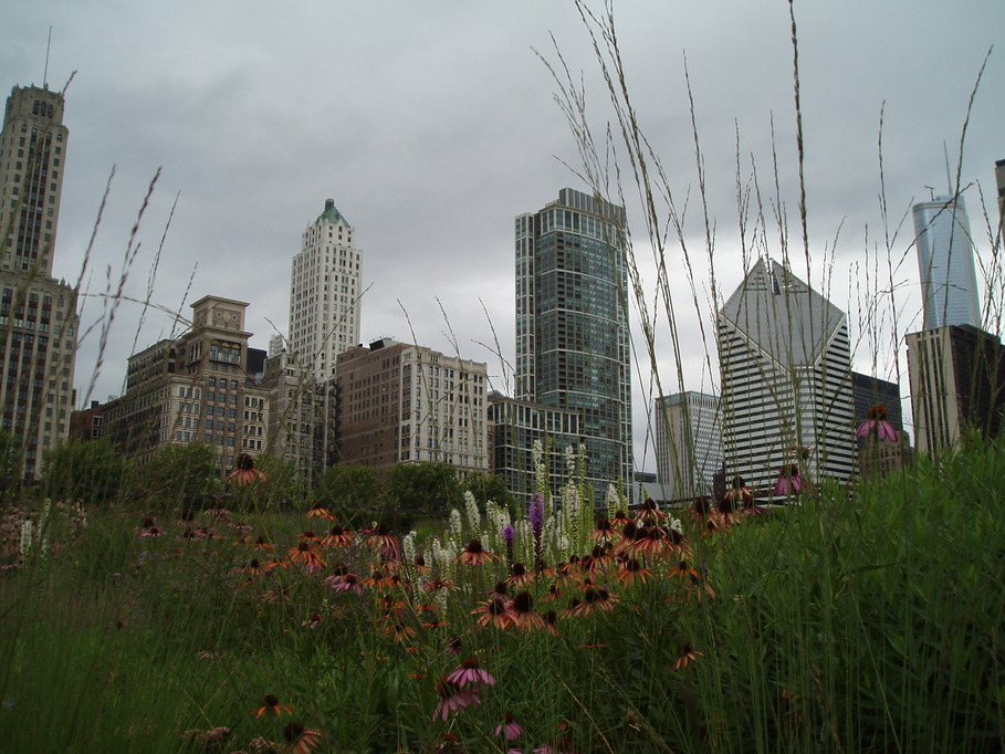 Chicago, IL: Chicago, nature in the city