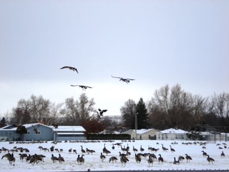 Clarkston, WA: Hundreds of Geese at local school grounds
