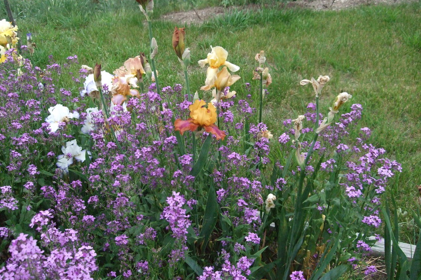  , WV : Flowers grown and donated to Grant County Nursing Home from