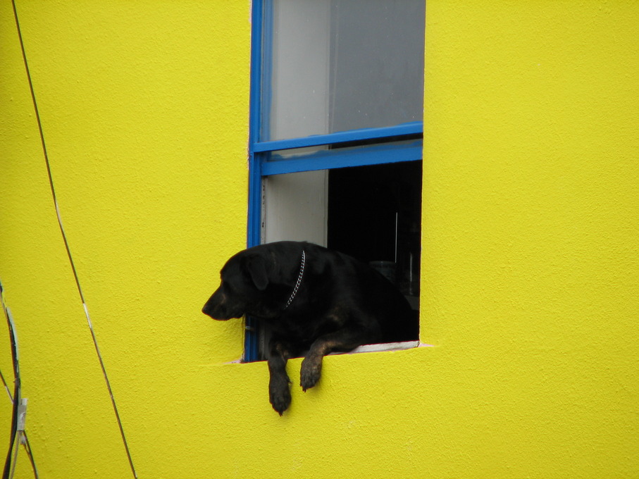 Long Beach, WA: Dog in window