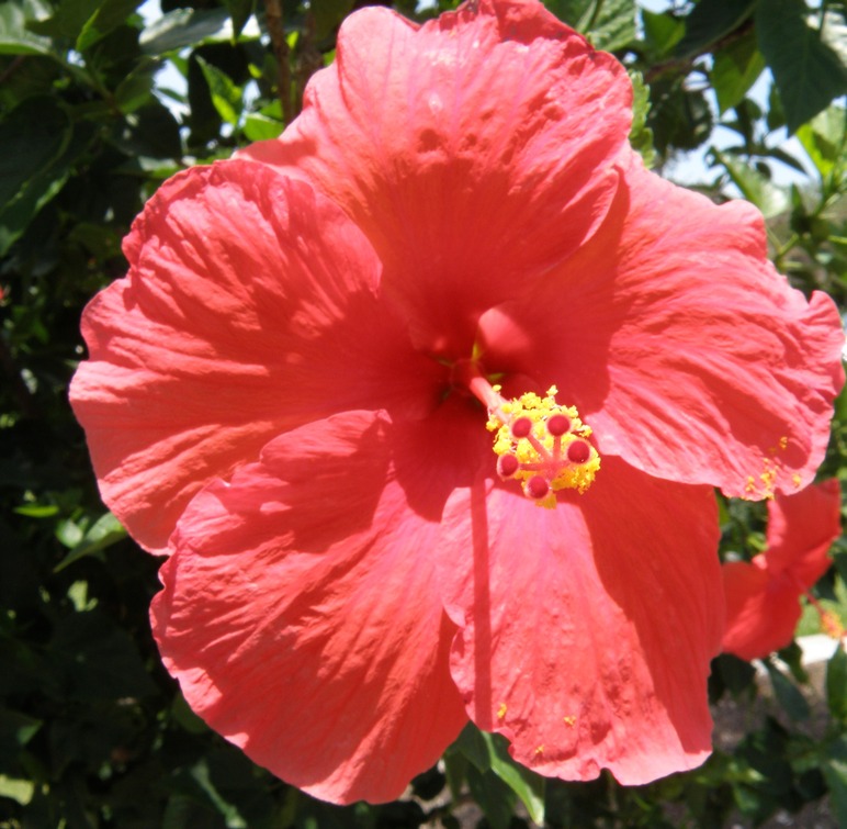 Estero, FL: Flowers in Spring Run Country Club