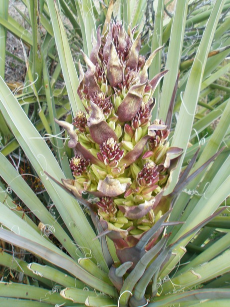 Morongo Valley, CA : Yucca in bloom