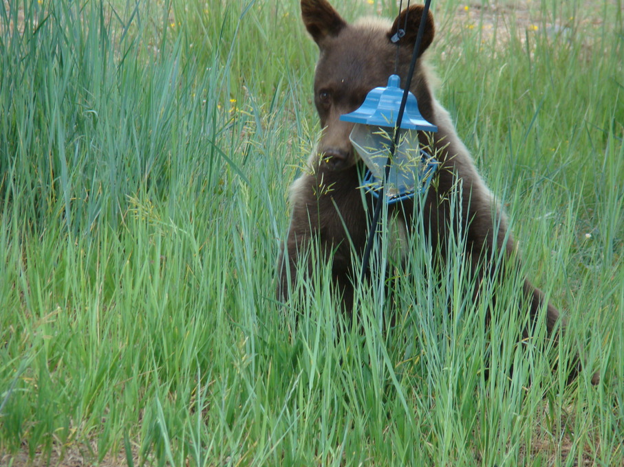 Chama, NM: Visitor in our yard Chama, New Mexico 2009