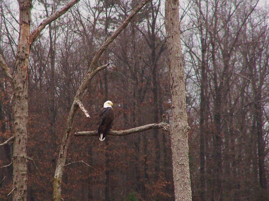 Nashville, AR: Bald Eagle in late January in farming community of Nashville, AR