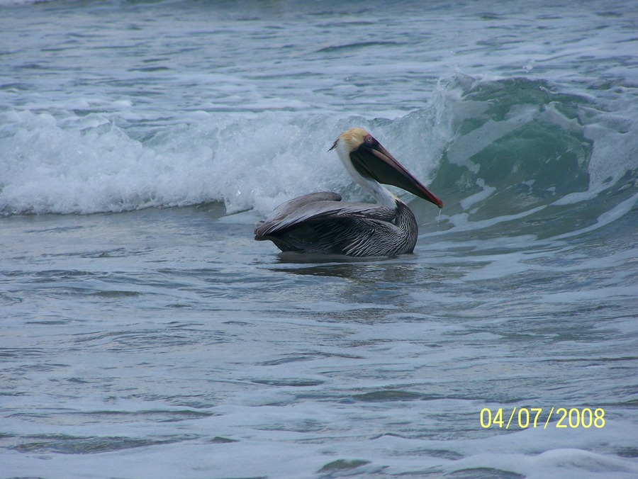 Pompano Beach, FL: Seagull