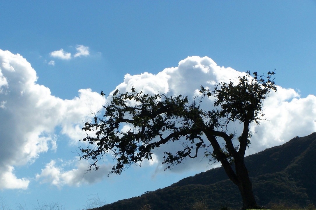 Thousand Oaks, CA: Lonely Oak tree