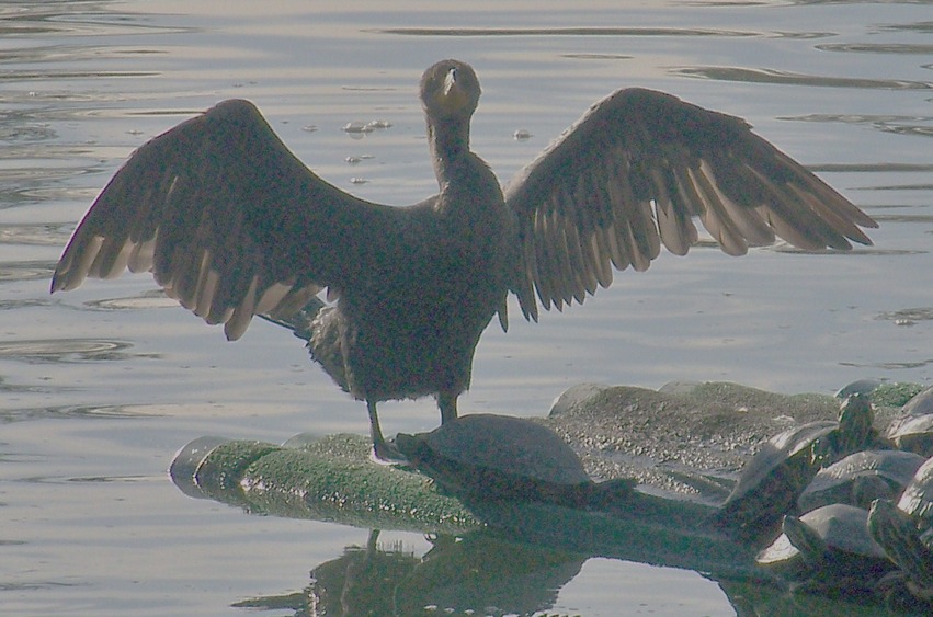 Tallahassee, FL: A Cormorant on raft at Lake Ella - an unusual bird at Lake Ella
