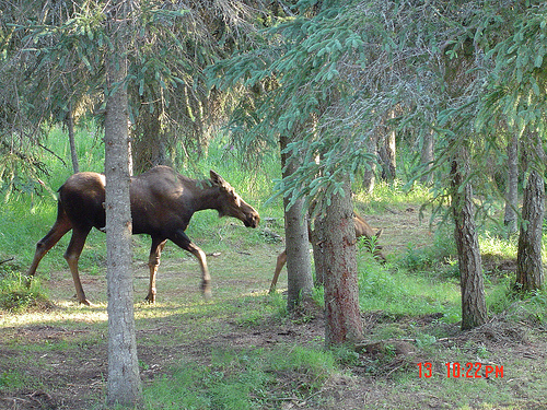 Kenai, AK: Side Yard Moose