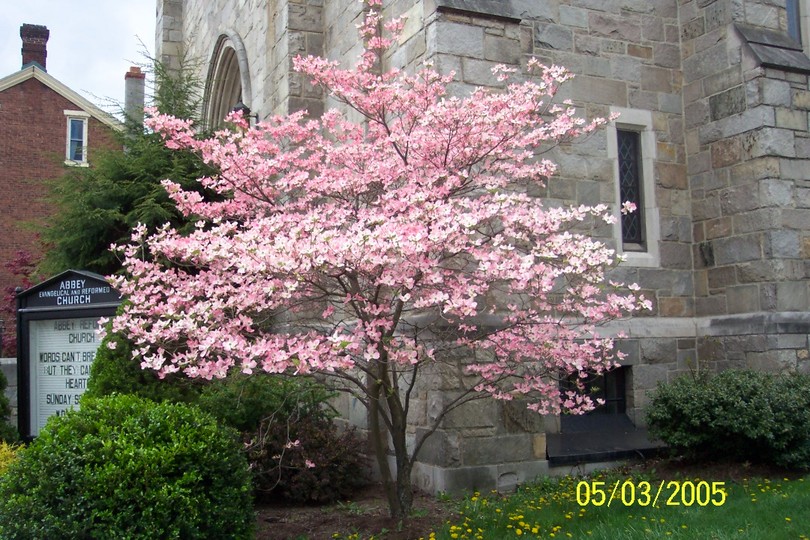 Huntingdon, PA: Pink Dogwood in Huntingdon PA.