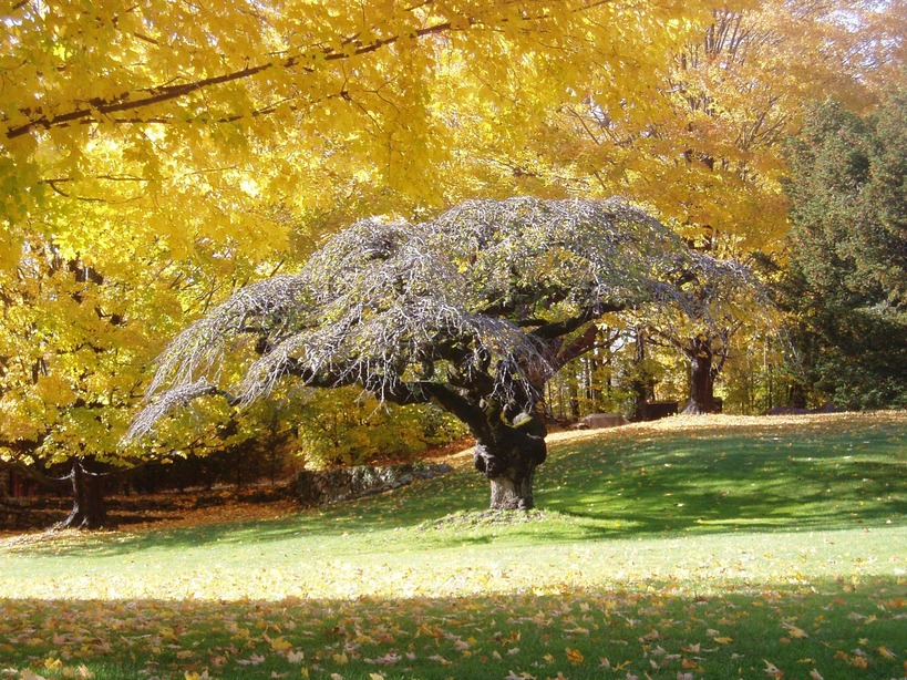 Hingham, MA: Autumn 2008 was the ideal time for this tree to show its splendor.