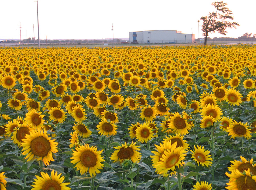 Salina, KS: Sunflower Field by Kansas State University-Salina