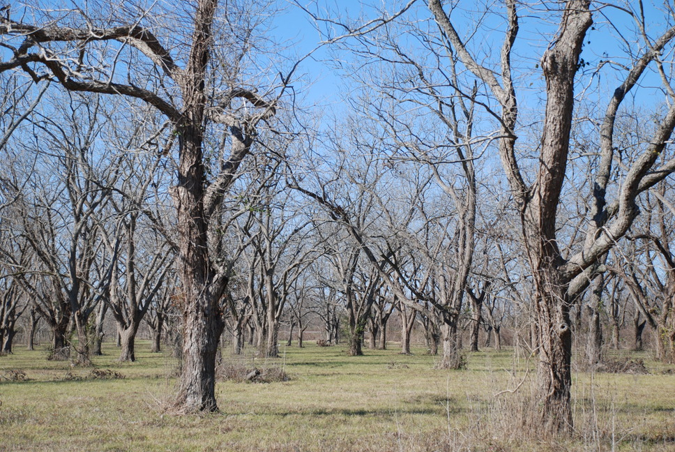 Richmond, TX: Tree orchard