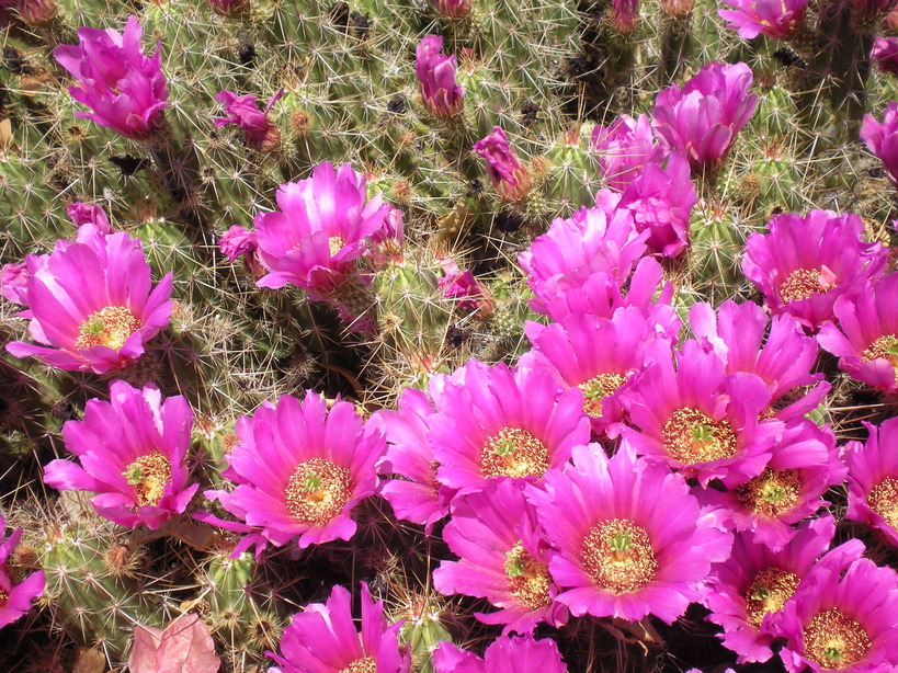 Sun City West, AZ: Cactus Flowers