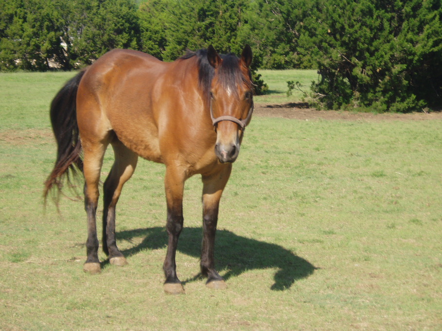 Harker Heights, TX: Texas horse