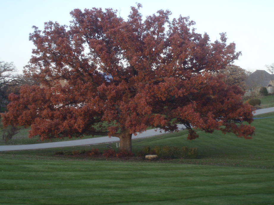 McHenry, IL: Beautiful Burr Oak in Fall!