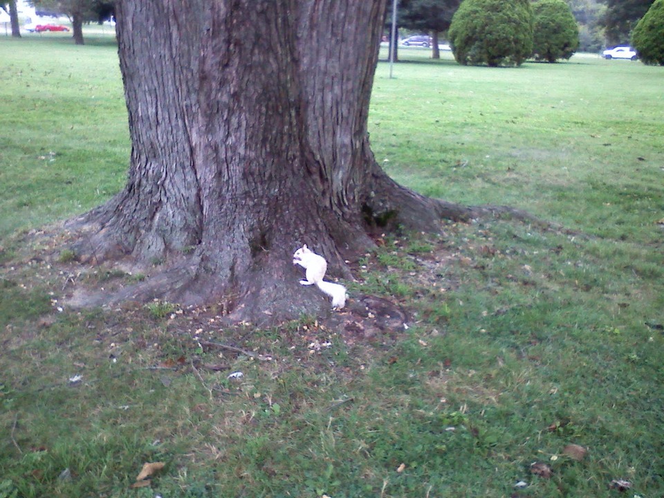 Chesapeake City, MD: White squirrel