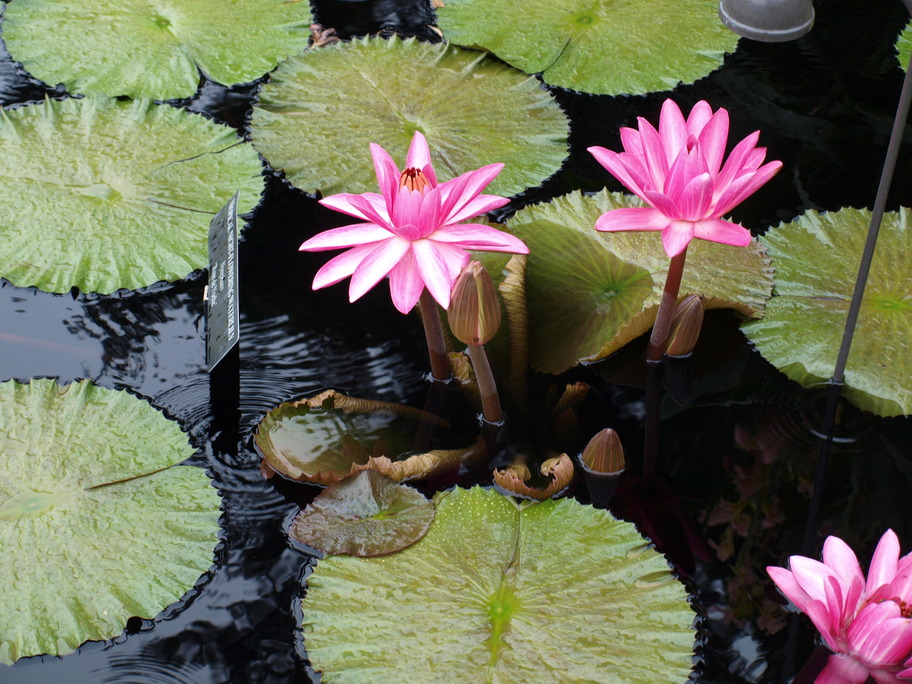 Kennett Square, PA: Longwood Gardens water lilies