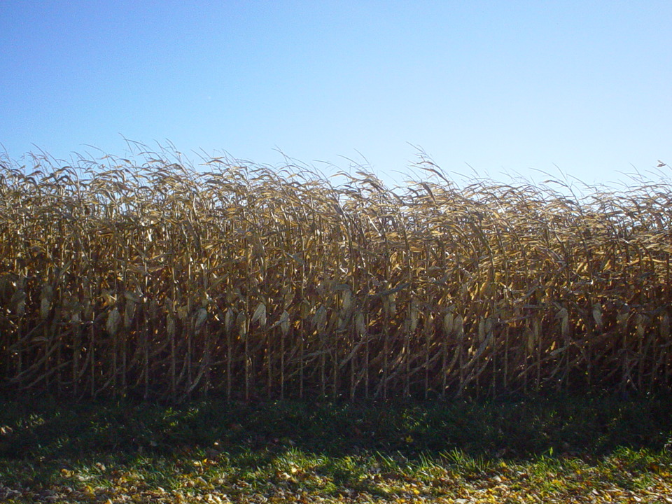 South Bend, IN: Corn grows all over South Bend/Michiana. This field is near the fairgrounds.