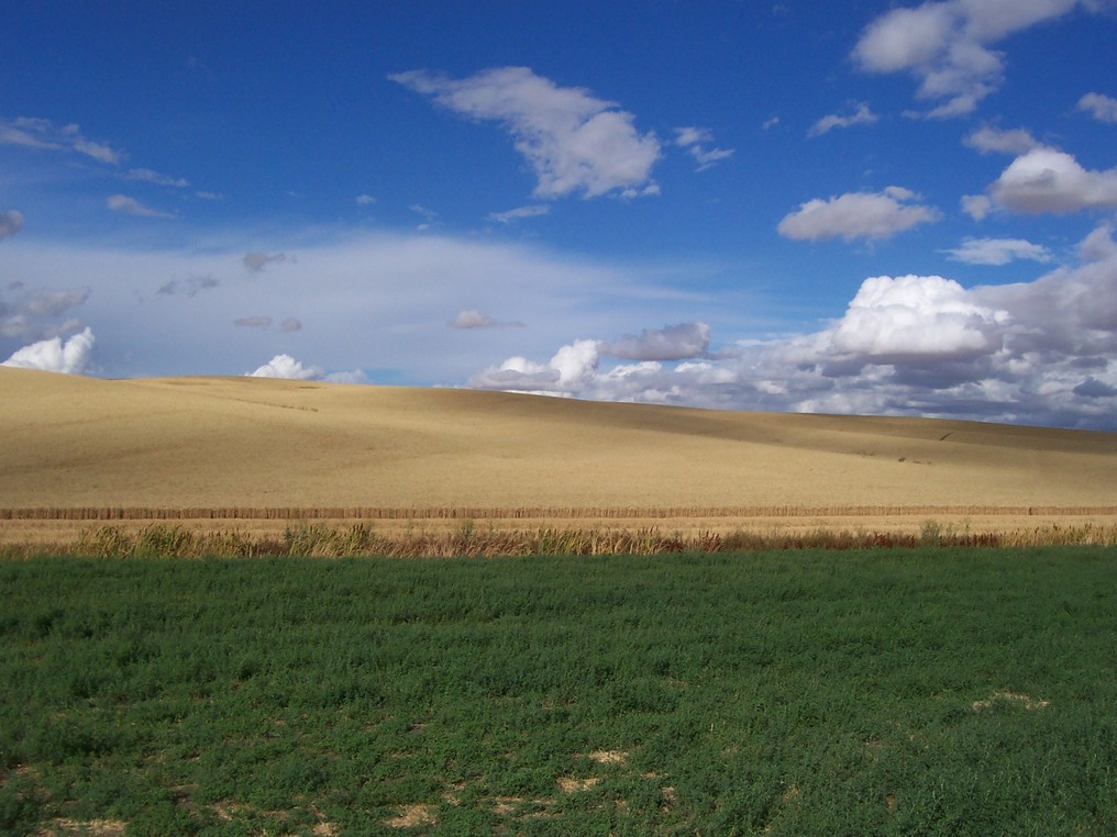 Moscow, ID: Hills of the Palouse