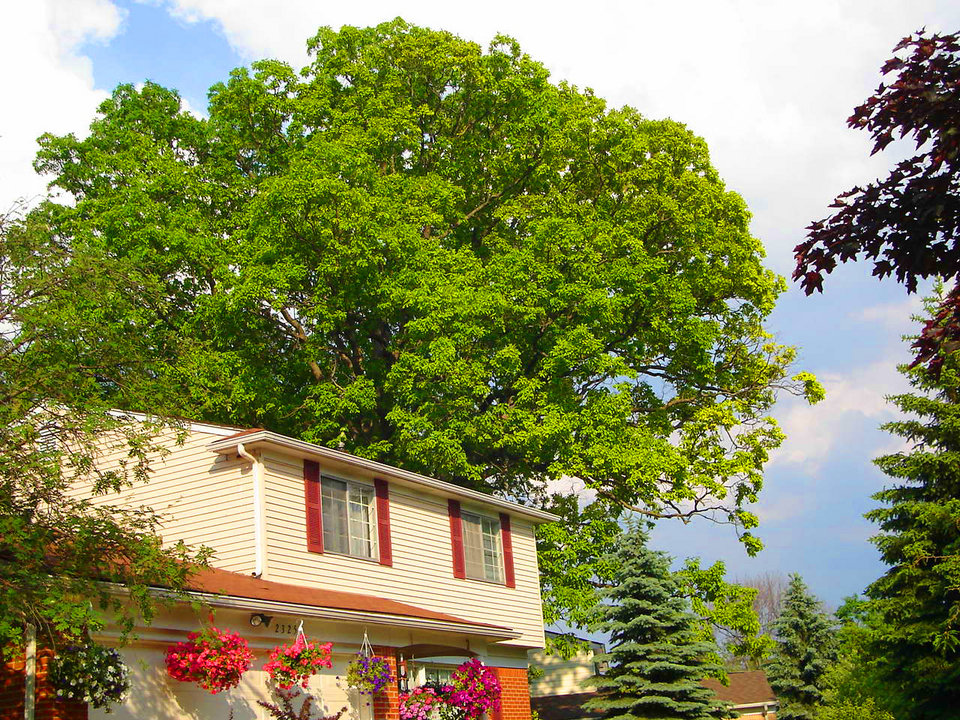 Ann Arbor, MI : House and an old oak