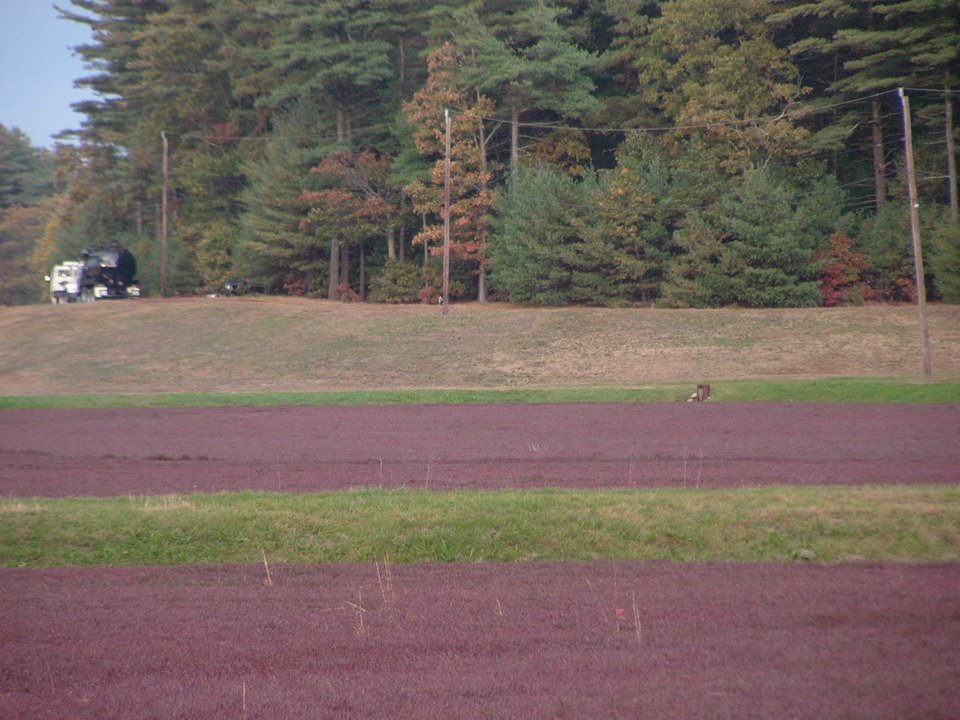 Kingston, MA: cranberry bogs at Bog Hollow Farm, Kingston MA in October 2009