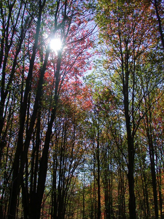 Ava, NY Fall in Ava New York photo, picture, image (New York) at city