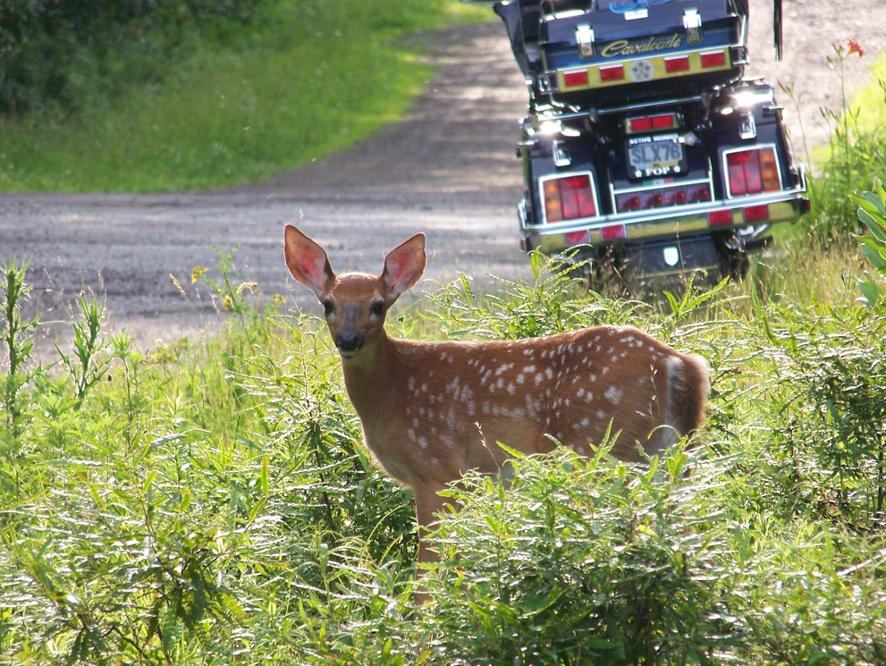 White Haven, PA: A Fawn that was spotted in Hickory Hills