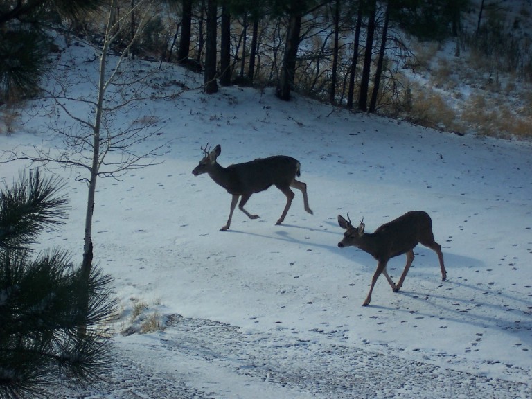 Ruidoso, NM : Deer in the street