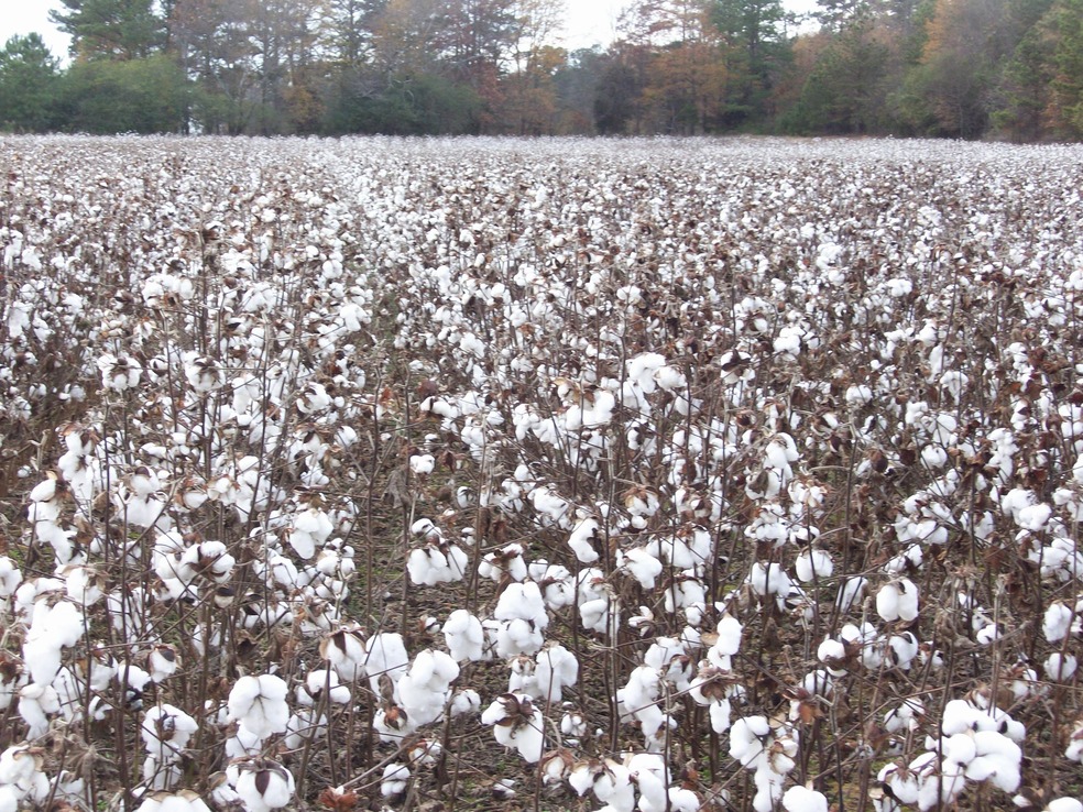 Cedar Bluff, AL: cotton pickin' time in 'bama