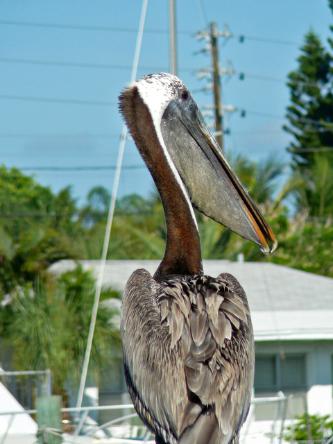 Treasure Island, FL: My good friend's backyard in T.I. He named his daily visitor "Pelican Bob"