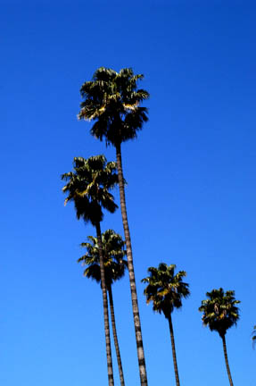 Burbank, CA: Palm Trees